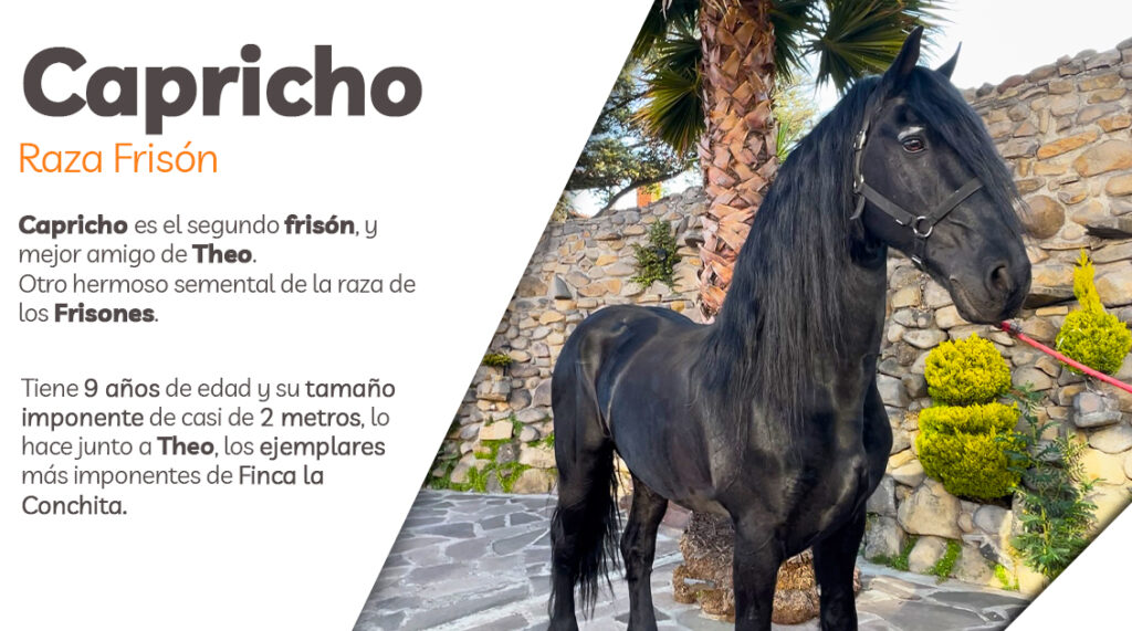 Nuestros_caballos_capricho_finca_la_conchita 2